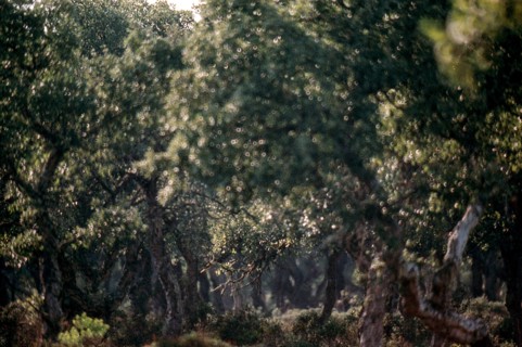 Nature, Italy, region of Sardegna 1975 Giara di Gesturi ""Sa Jara Manna"" (Giara Park).