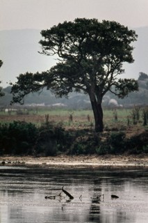 Nature, Italy, region of Sardegna 1975 Stagno Di Cabras (Cabras Pond).