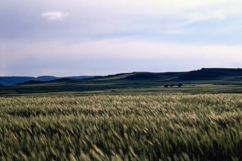 Nature, Italy, region of Sardegna 1975 Territorio del Sassarese (Sassari Territory).