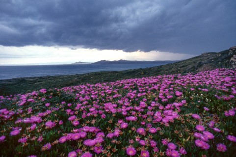 Nature, Italy, region of Sardegna 1975 Territorio del Sassarese (Sassari Territory).