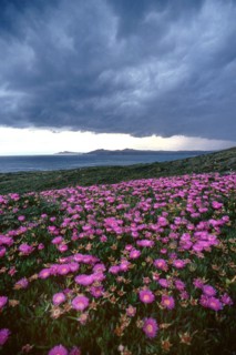 Nature, Italy, region of Sardegna 1975 Territorio del Sassarese (Sassari Territory).