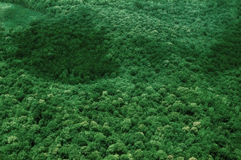Nature, Italy, region of Campania, 1975 Astroni Crater natural reserve.