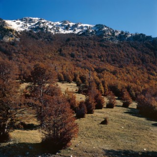 Nature, Italy, region of Calabria 1975 Comprensorio del Pollino - Monte Pollino (Pollino