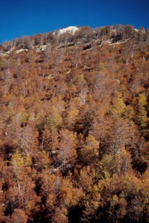Nature, Italy, region of Calabria 1975 Comprensorio del Pollino - Monte Pollino (Pollino