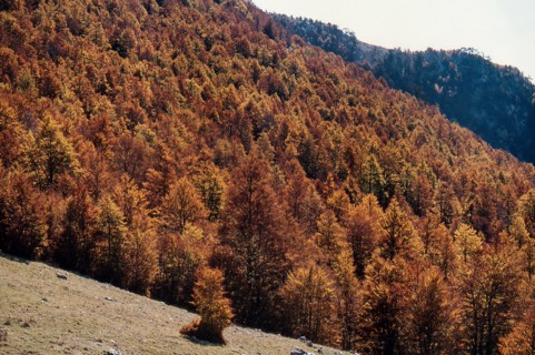 Nature, Italy, region of Calabria 1975 Comprensorio del Pollino - Monte Pollino (Pollino