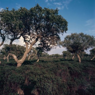 Nature, Italy, region of Sardegna 1975 Giara di Gesturi ""Sa Jara Manna"" (Giara Park).