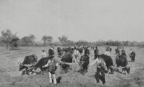 Mexico. Wheat sowing. Engraving. The Spanish and American Illustration (La Ilustracion Espanola y