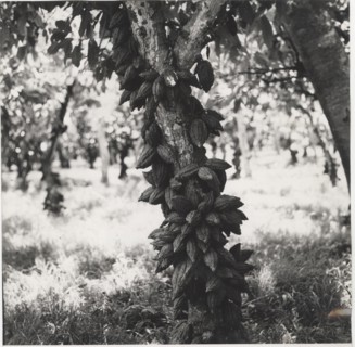 Cacao tree