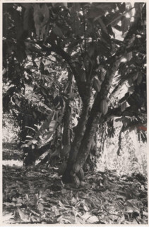 Don Bosco Agricultural School of Balazar cacao tree