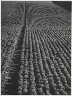 Coffee plantation in Sao Paulo state
