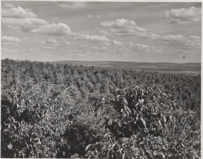 Coffee plantation