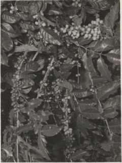 Maturing Arabica coffee plant