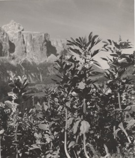 Broad beans trees