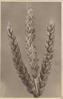 Ear of wheat