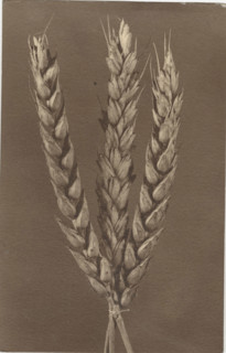 Ear of wheat