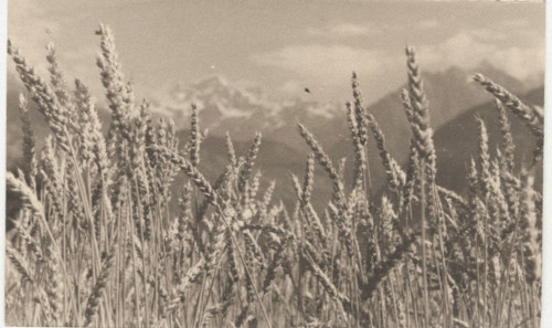 Mont Calme wheat