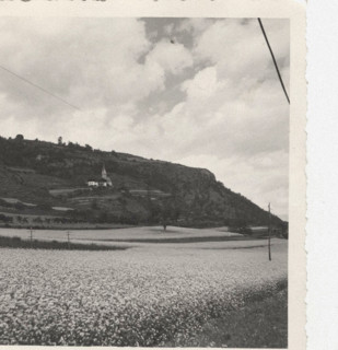 Blooming buckwheat field