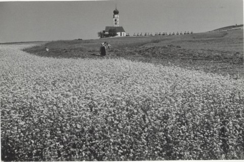 Blooming buckwheat field