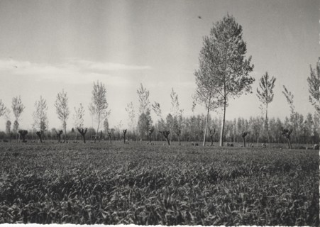 Corn fields