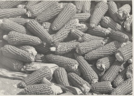 Ear corns