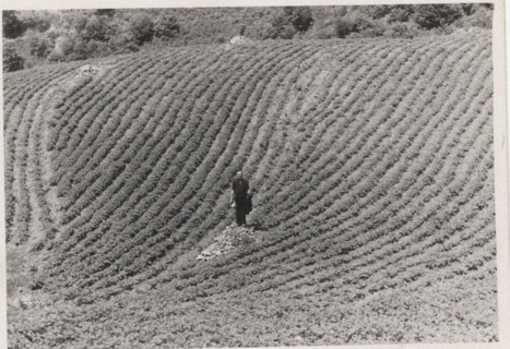 Potato field in Montemurlo