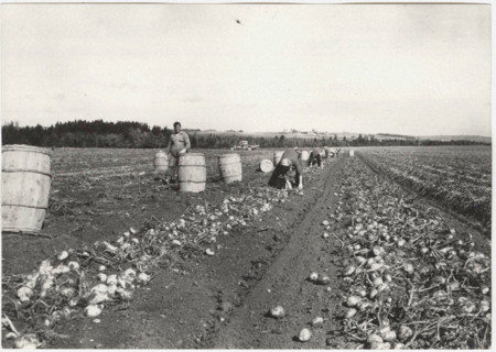 Picking potatoes in Caribou, Canada