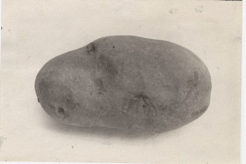 Potato Majestic