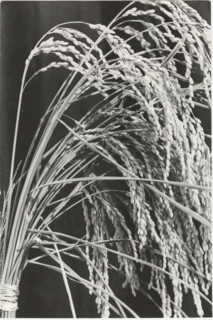 Lombard rice