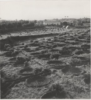 Citrus groves near Catania
