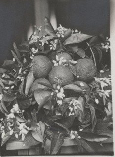 Oranges