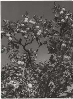 Lemon tree