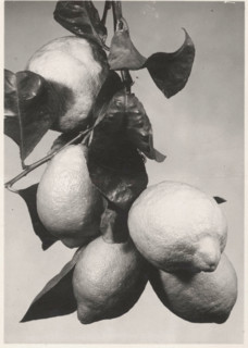 Lemons