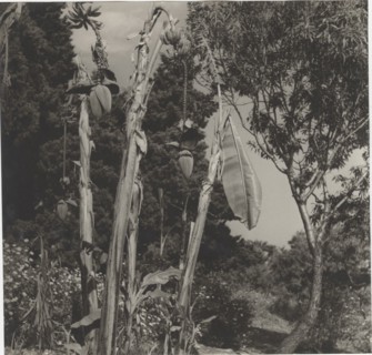 Banana tree