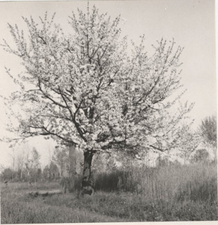 Blooming cherry tree