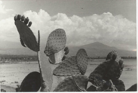 Prickly pears in Scalea, Italy