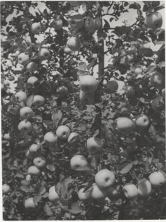Branch of apple tree
