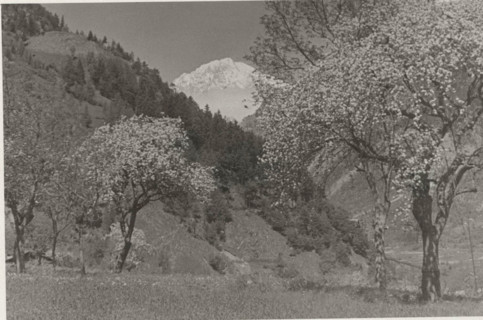 Apple trees