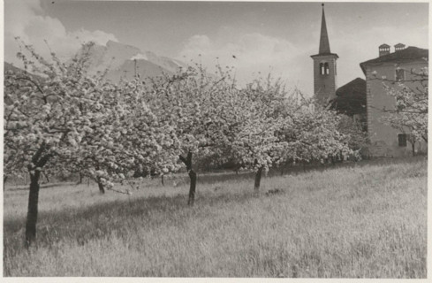Apple orchard