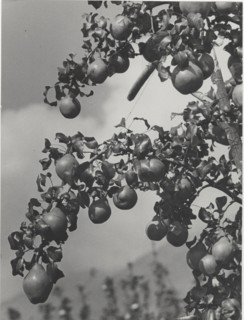 Branch of pear tree