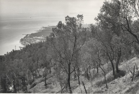 Olive orchards, Toscolano, Italy