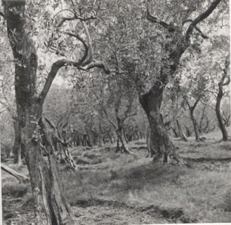 Olive orchard in Buti