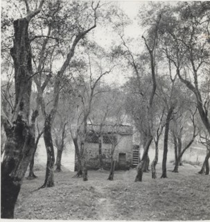 Olive orchard in Sperlonga