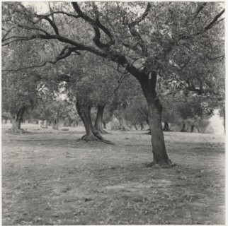 Olive orchard in Camerota