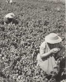 Pepper fields in Bra, Italy
