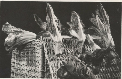 Red radicchio of Treviso