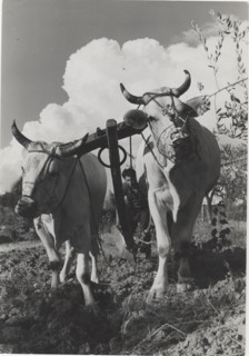 Plow pulled by oxs in Chianti, Tuscany, Italy