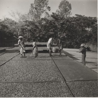 Drying of cocoa beans