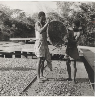 Drying of cocoa beans