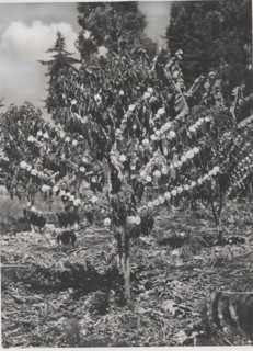Blooming coffee plant