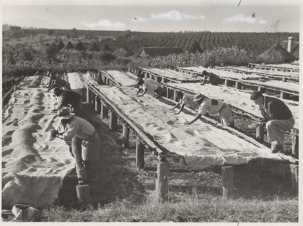 Drying of coffee beans